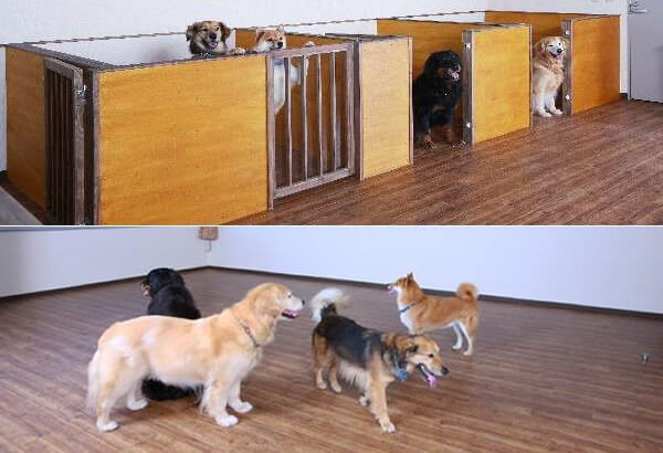 和歌山県西牟婁郡の室内ドッグラン「犬御殿」